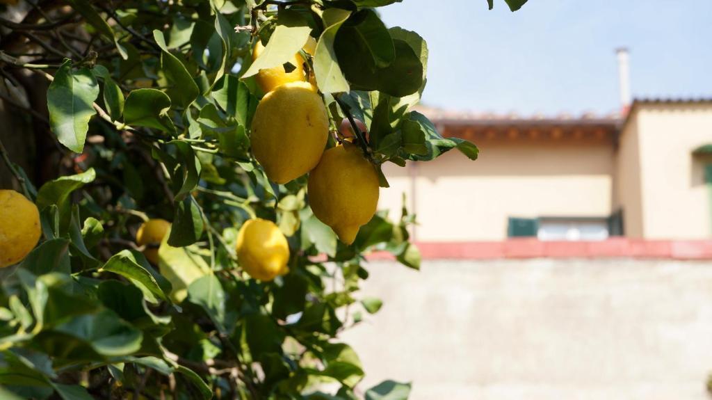 Borgo Largo 51 Bed & Breakfast Pisa Ngoại thất bức ảnh